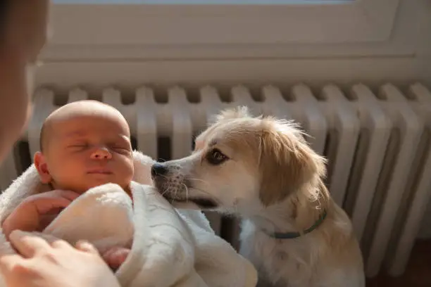 How Do I Prepare My Pet for a New Baby in the House?